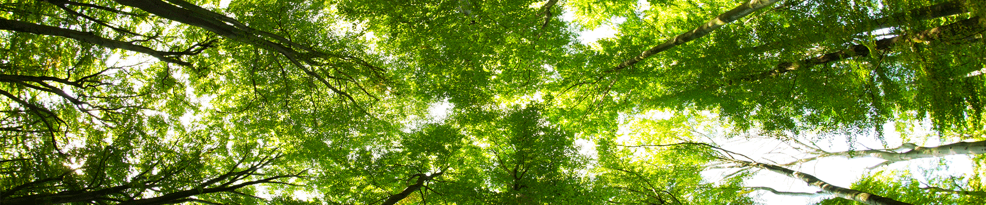 Certification International Indonesia